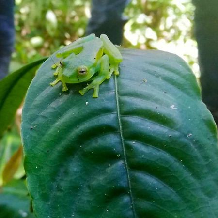 Cabanas Las Orquideas Zapotal  Zewnętrze zdjęcie