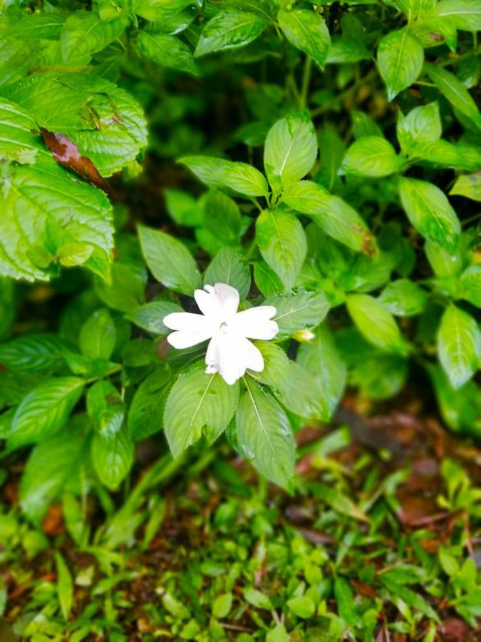 Cabanas Las Orquideas Zapotal  Zewnętrze zdjęcie