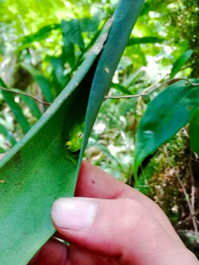 Cabanas Las Orquideas Zapotal  Zewnętrze zdjęcie