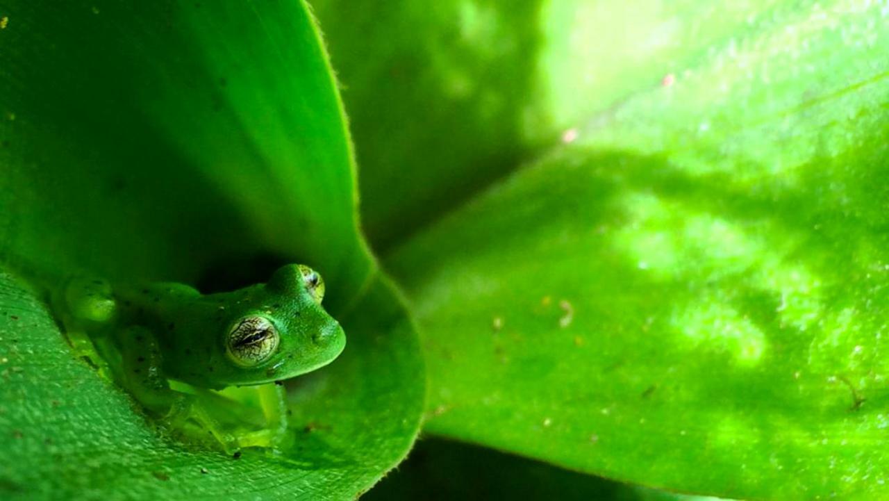 Cabanas Las Orquideas Zapotal  Zewnętrze zdjęcie