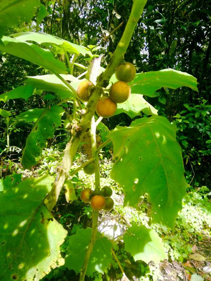 Cabanas Las Orquideas Zapotal  Zewnętrze zdjęcie